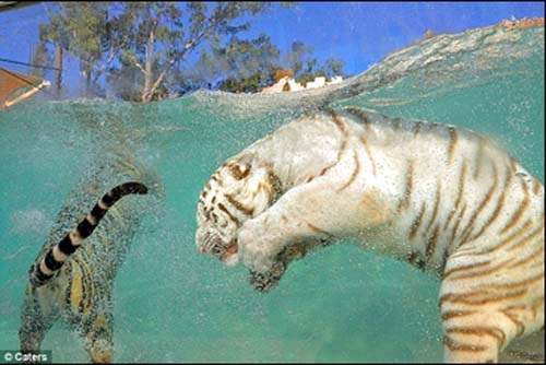 美加州两只老虎爱玩水 成动物园新秀(图)