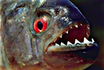 全球最恐怖的十大恶魔鱼(组图)