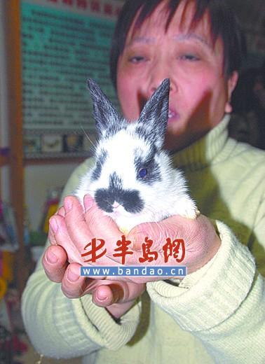 青岛宠物店改卖兔子有的卖到400元一只(图)