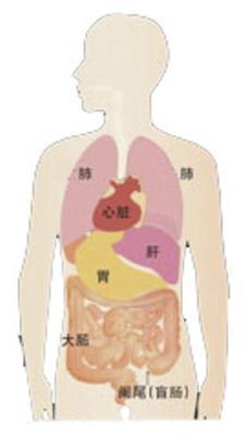 新生儿五脏六腑全长反医生称不影响发育(图)