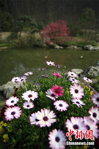 苏州花港小巷探秘指南：寻找那些隐藏的美丽角落