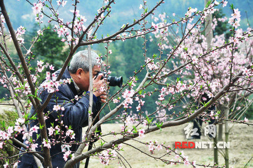 品桃花盛宴 炎陵众协会赴平乐黄桃基地采风(