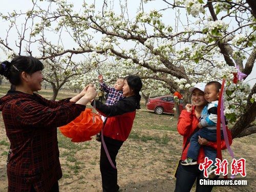 河北涿州万亩梨园迎宾 <em>西单女孩</em><em>家乡</em>放歌(图