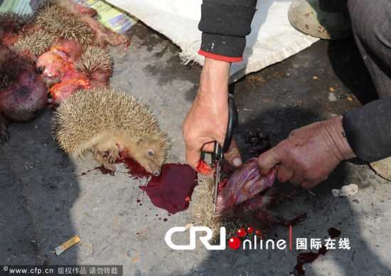 小贩当街宰杀刺猬 场面血腥市民直呼残忍(组图)