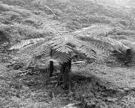 广西南丹发现300多株植物界 活化石 桫椤树(图