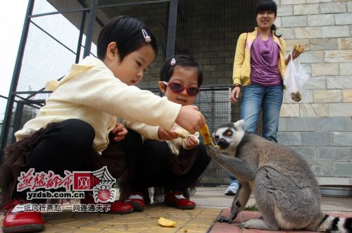 中秋 石家庄15个家庭给动物园猴子打月饼(图)