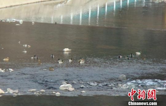 适宜环境改变习性绿头鸭留在新疆天池过冬(图)