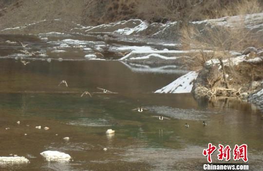 适宜环境改变习性绿头鸭留在新疆天池过冬(图)