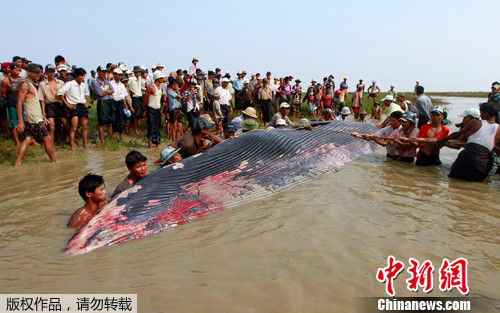 缅甸发现死亡鲸鱼 民众齐心合力埋葬(组图)