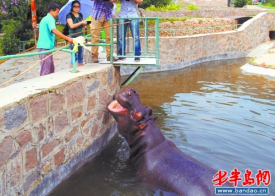 青岛七岁河马要娶"小媳妇""夫妻"差六岁(图)