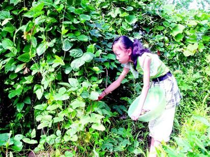 图文:12岁养女包揽家务活