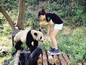 南京红山动物园两只熊猫爬上树看到美食才肯乖乖下树图