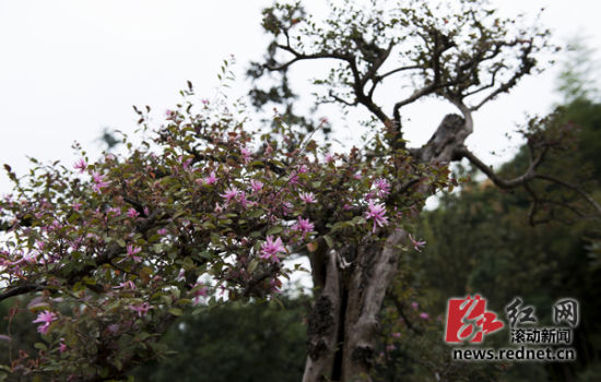 今秋植物逆生长减少 专家解释干旱是主因[图