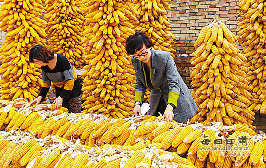 庆城县玉米喜获丰收(图)