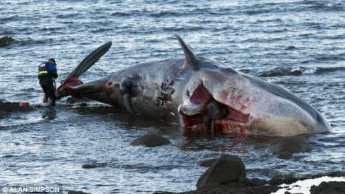 遭撞击死亡鲸鱼搁浅海滩 血流不止染红海水(图)