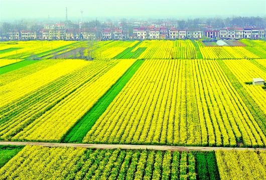 图文:江汉平原成花海_新浪新闻