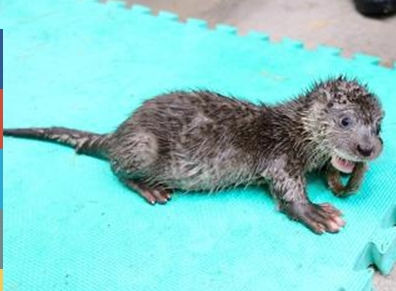 taipei otter baby born players learn to catch fish (figure)