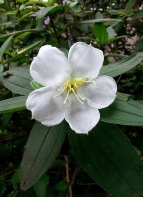 野牡丹遍布台湾 艳丽不输"花王"(图)