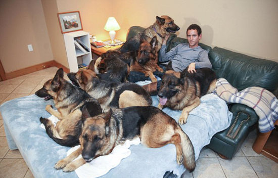 美训狗师率领六只狼狗行走闹市区震惊路人(组图)_新浪新闻