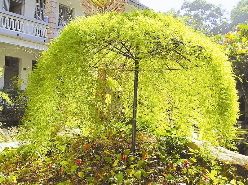 厦门万石植物园发现会爬树的珍稀新竹子