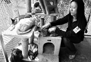 广州动物保护组织拟诱捕绝育6万只流浪猫(图)