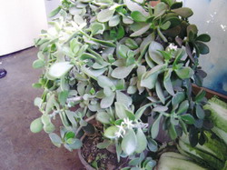 万年青开花庆春节