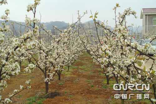 阳光四月 贵阳修文县邀您共享 梨花节