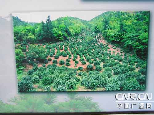 安徽祁门建立红茶历史文化展览馆