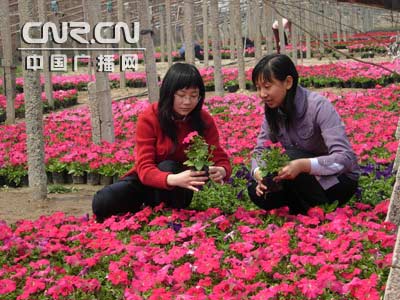 花卉缤纷迎"五一" 顺义北务鲜花采摘飨游人