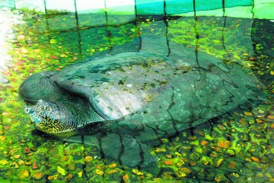 昨天下午2点30分,长沙动物园一只80岁雌性斑鳖乘坐专车动身"远嫁"苏州