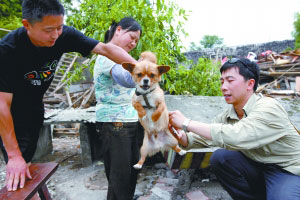 绵竹灾区动物防疫样本:从"打狗令"到人道化救援