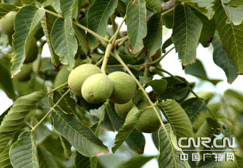 环塔里木看林果之科技施农促温宿果农增收