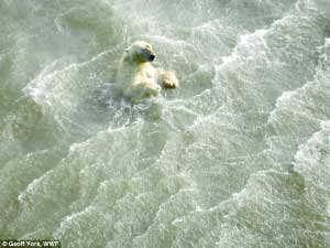 冰面消融北极熊在海浪中挣扎求生(图)