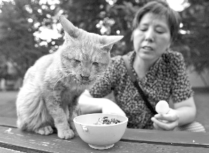 流浪盲猫天天竖着耳朵等她来