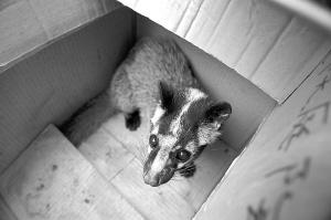 受伤花面狸深夜闯小区_新闻中心_新浪网