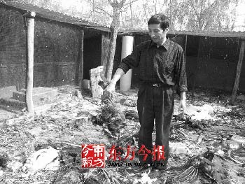 8条恶狗闯进森林公园咬死35只孔雀(图)