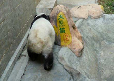 借展大熊猫疑遭虐待续:如属实将接回四川