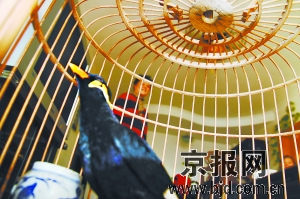宠物鸟能说吉祥话会唱东方红(图)