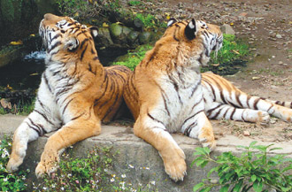 台湾广角镜》闹脾气的两只老虎