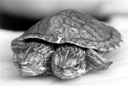 巴西龟长有两个头 两张嘴巴吃食物(图)