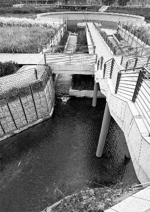 人工湿地成观澜河清湖段美丽公园