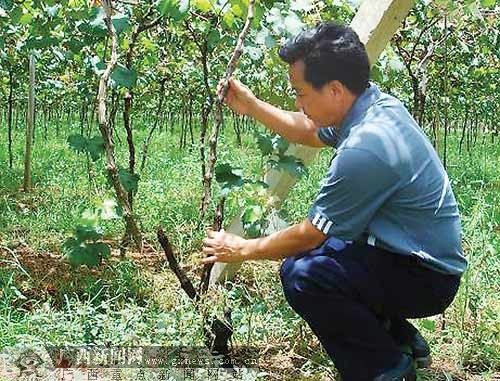 广西农科院示范园遭蓄意破坏 55株科研葡萄被