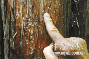 重庆南川区数十村民称发现“野人”