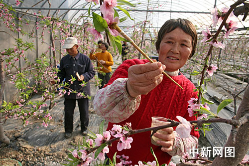 果农正在为桃花人工授粉