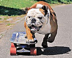 美国4岁斗牛犬爱玩滑板创狗类最快纪录(图)