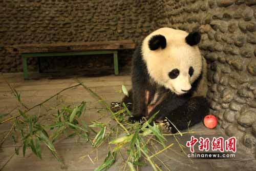 四川北川野外发现患病熊猫获及时救治(图)