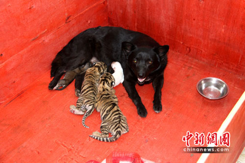 这只黑土狗刚产下的4个孩子中