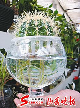 泡水里的仙人球你见过吗?(图)