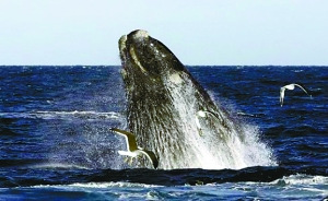 大胆男孩骑鲸鱼被指侵扰野生动物面临罚款
