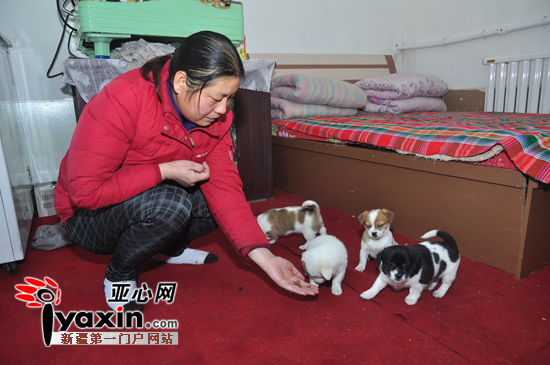 图为李岁岁在给刚出生十几天的小狗狗喂狗粮。实习生 金峤 摄